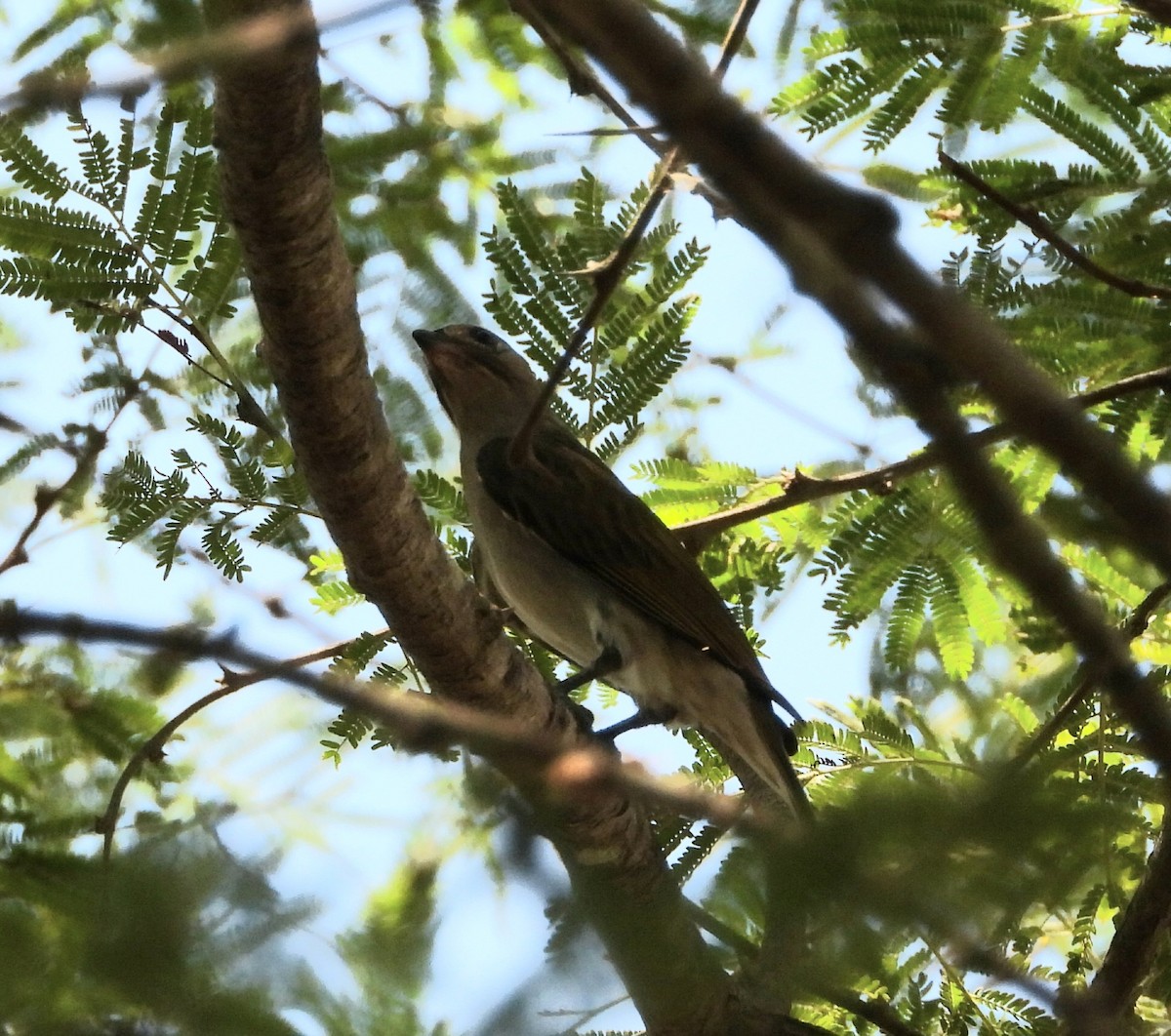 Lesser Honeyguide - ML648540439
