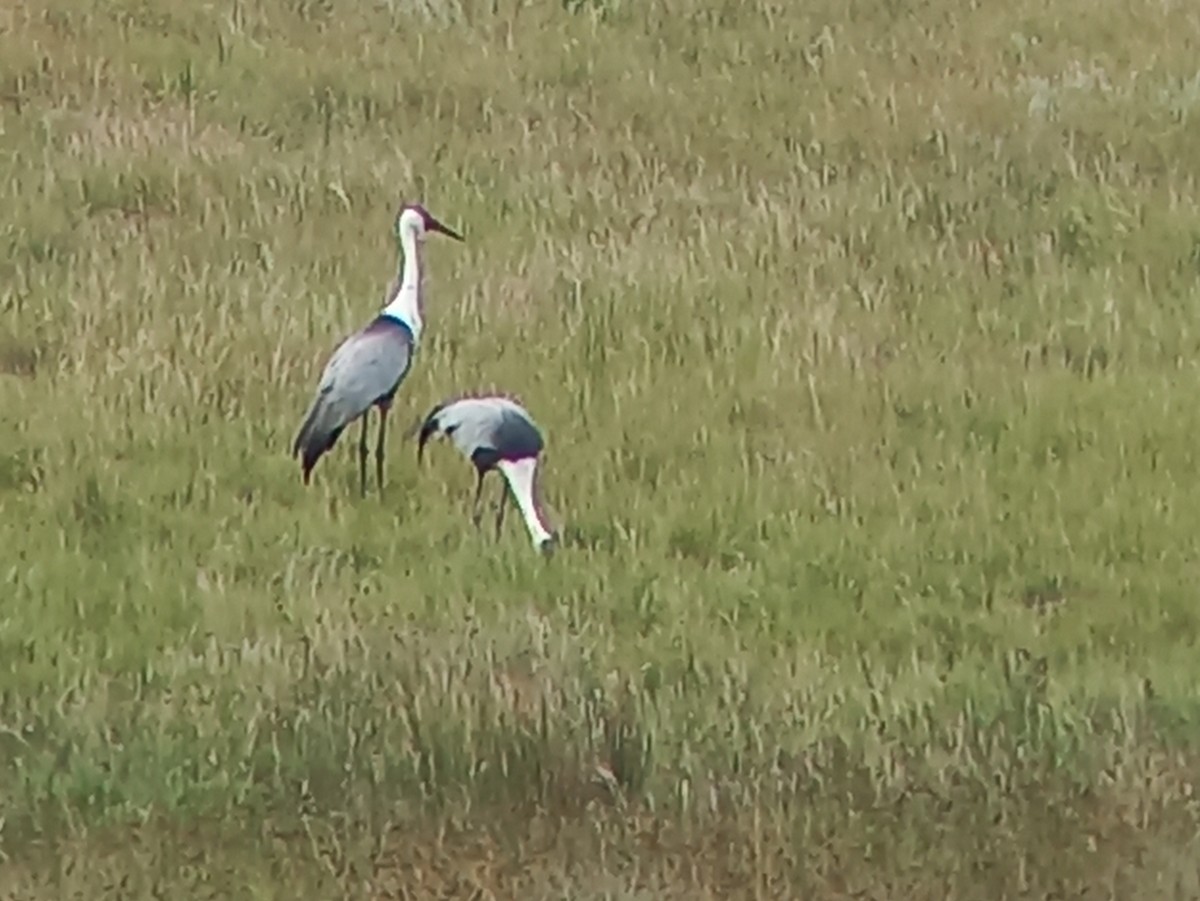 Grue caronculée - ML648540863