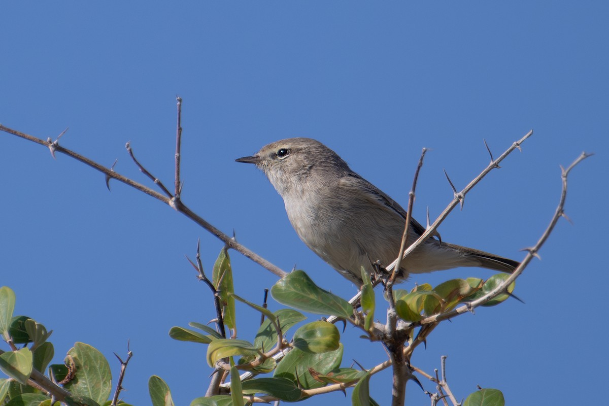 Txio singlea - ML648540876