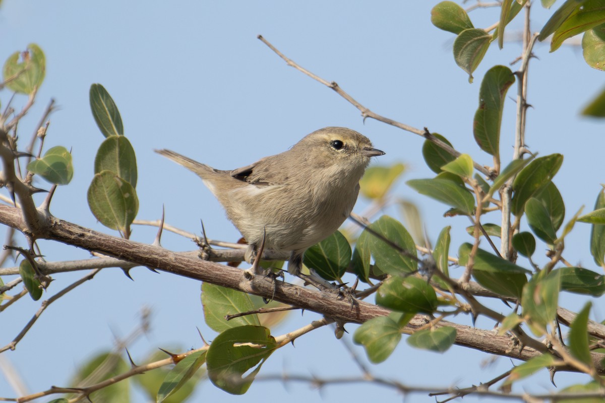 Txio singlea - ML648540877