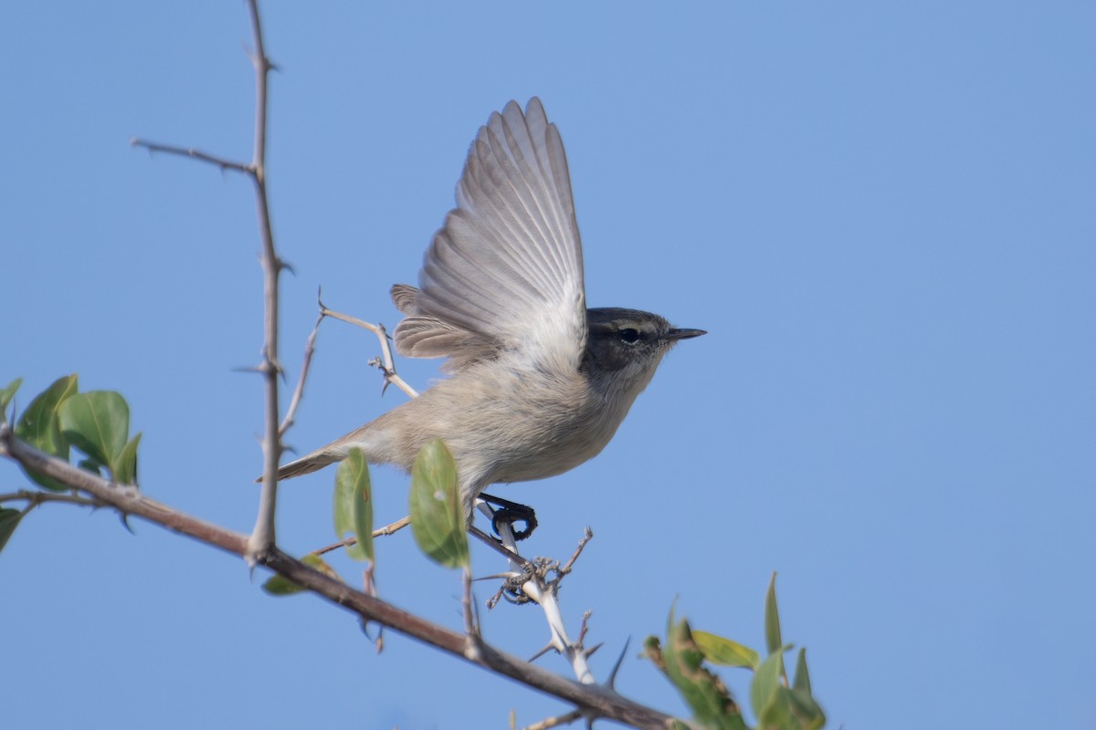 Txio singlea - ML648540878