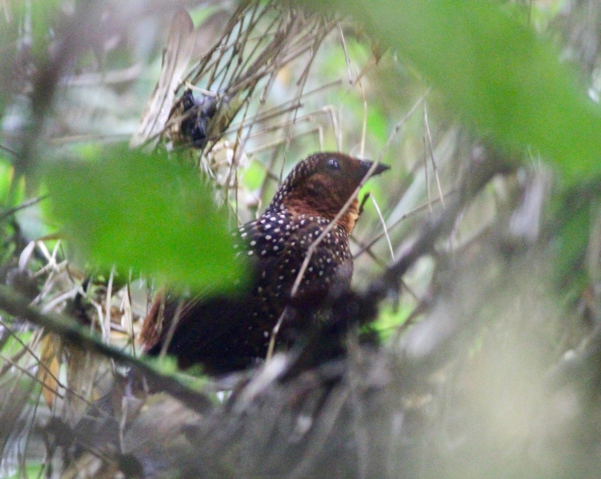 Ocellated Tapaculo - ML64854091