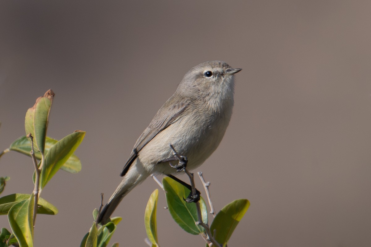 Txio singlea - ML648540917