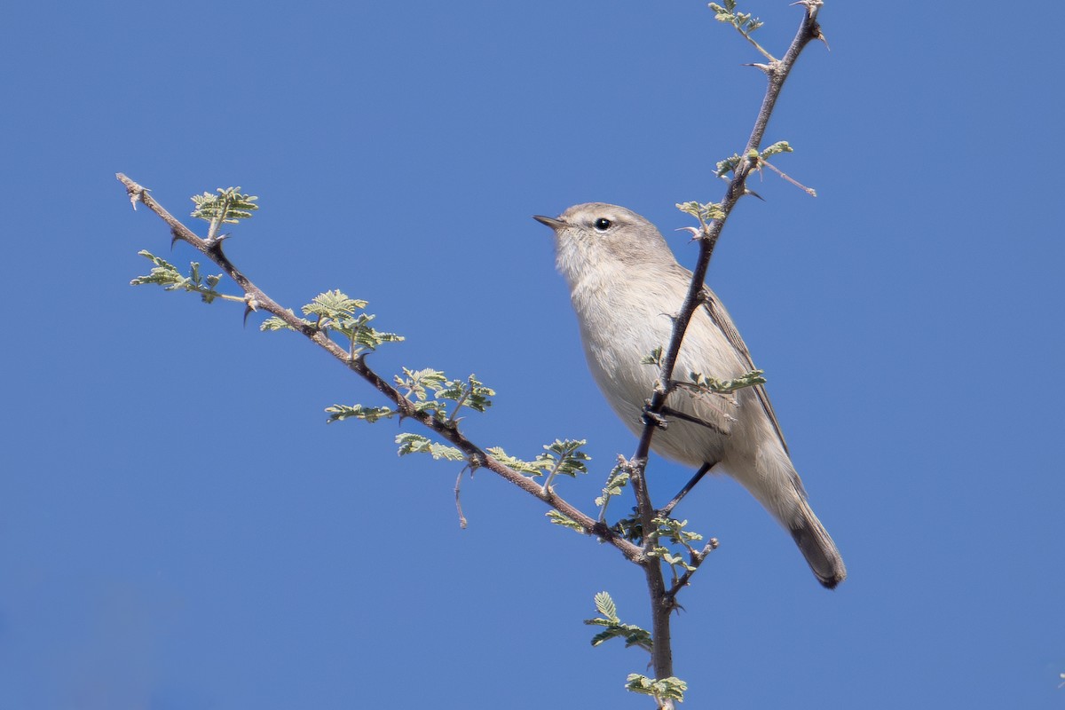 Txio singlea - ML648540985