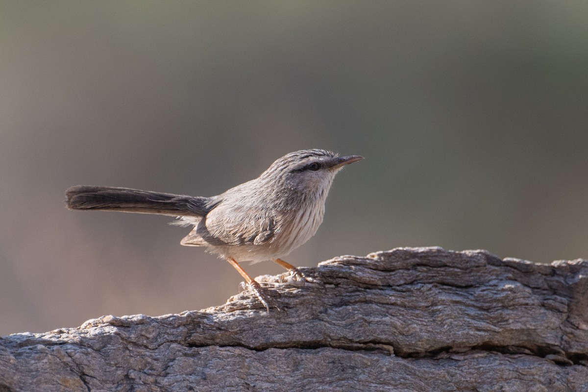 Scrub Warbler (Eastern) - ML648541018