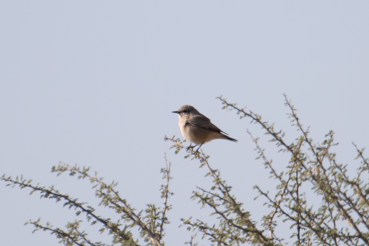 Buztanzuri kaspiarra - ML648541051