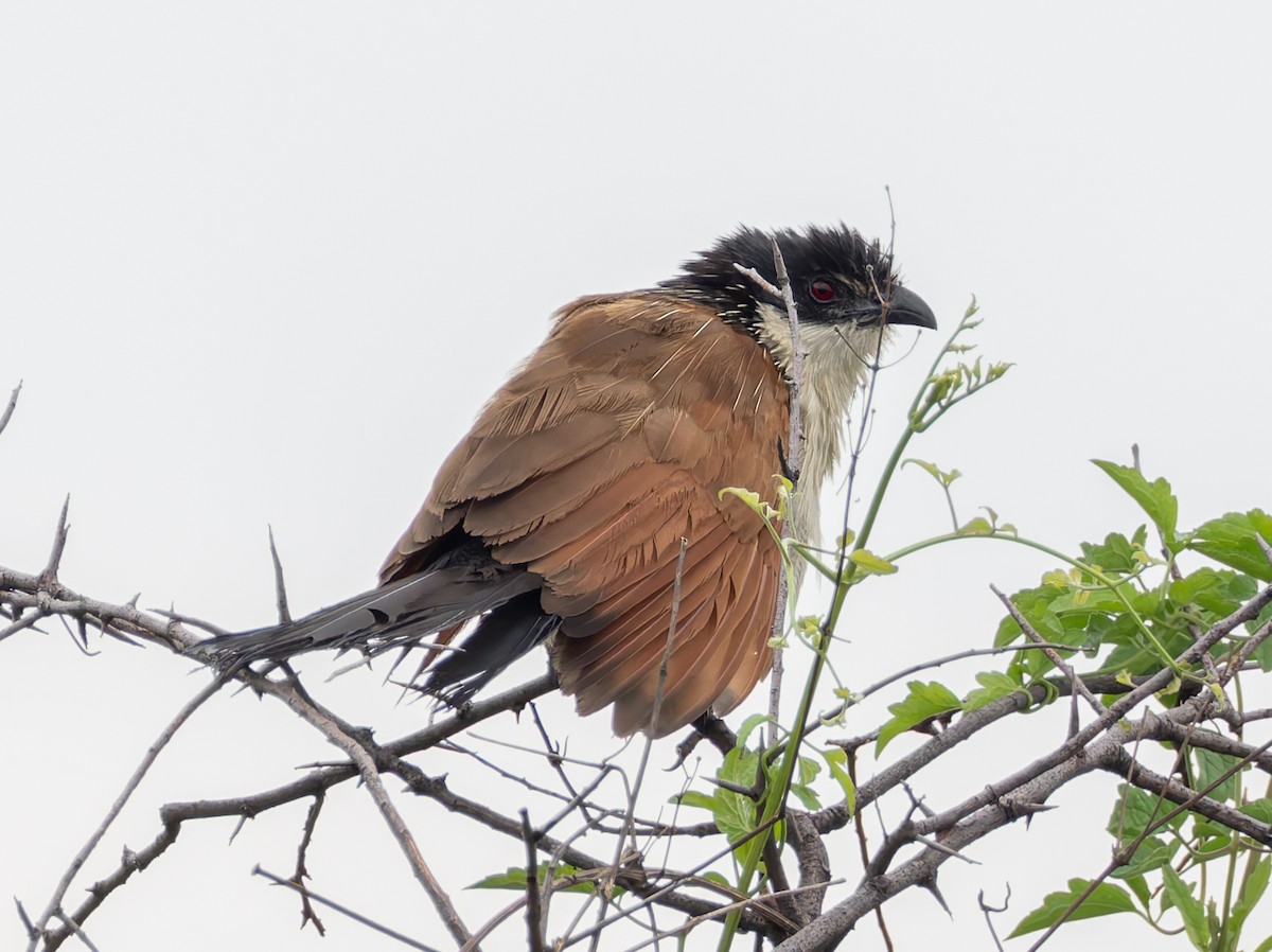 Burchell Kukalı - ML648541190