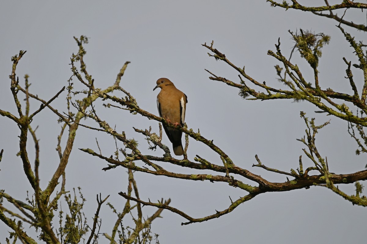 White-winged Dove - ML648541452