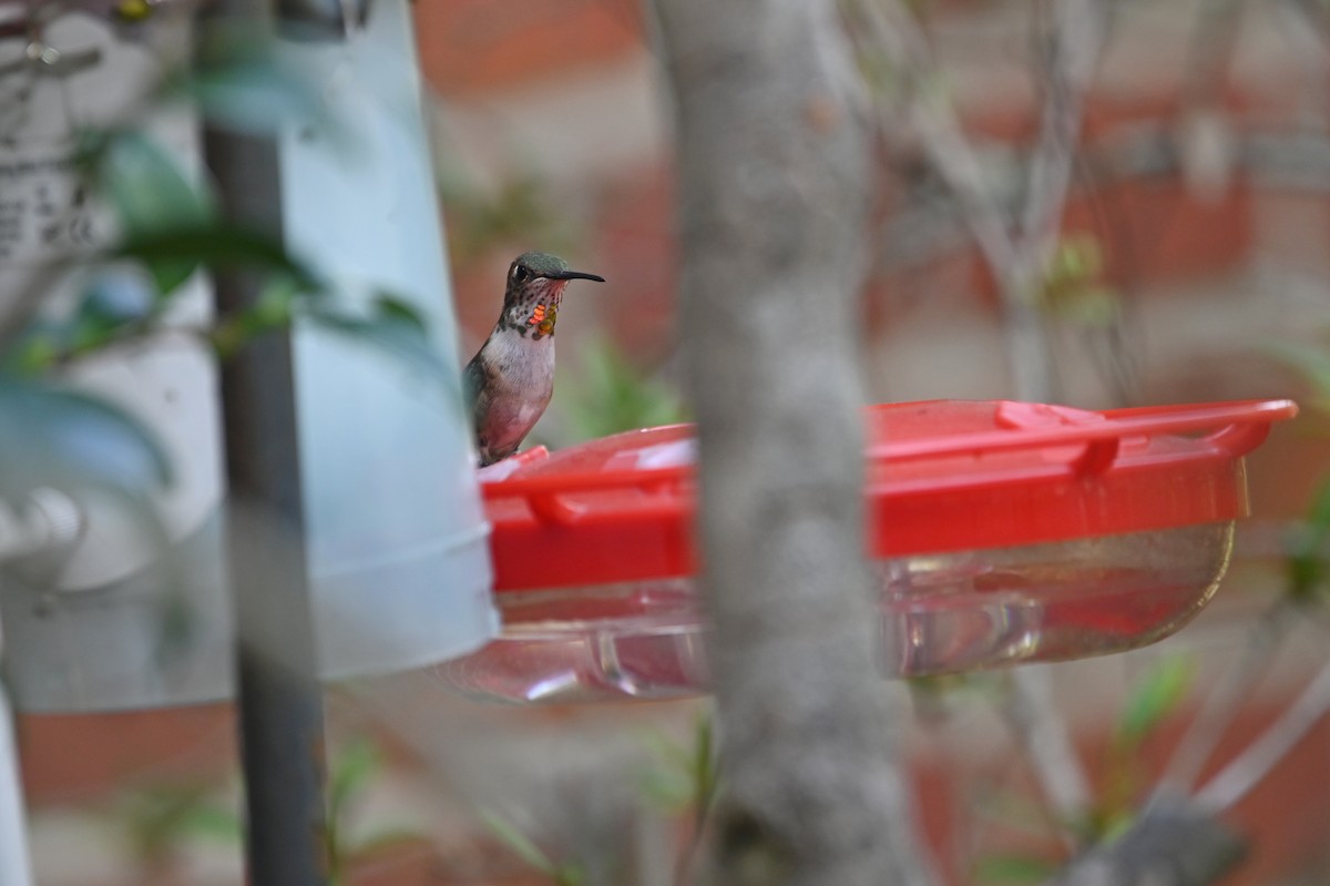 Rufous Hummingbird - ML648541552