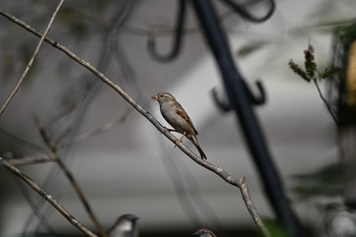 House Sparrow - ML648541555