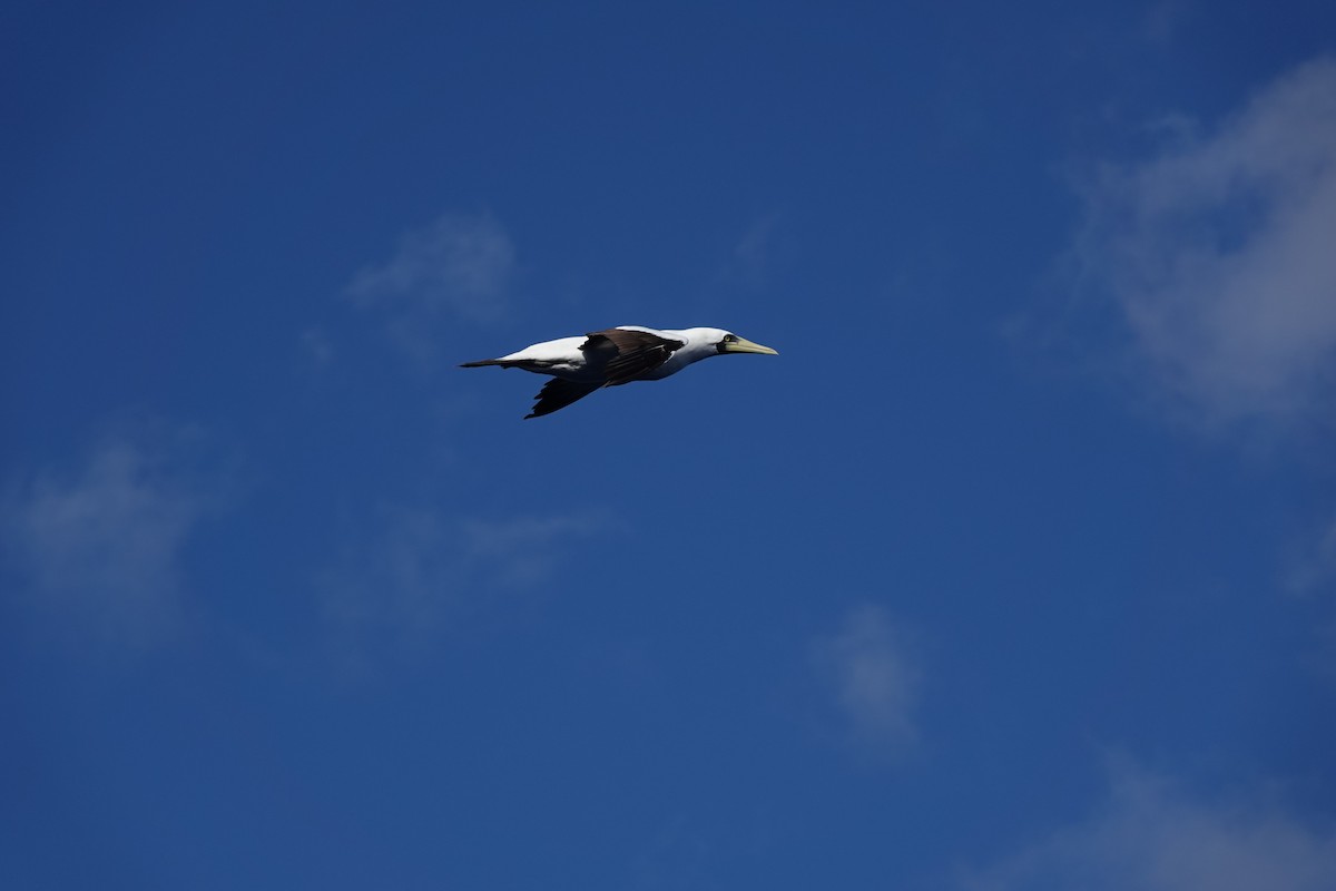 Maskentölpel - ML648541698