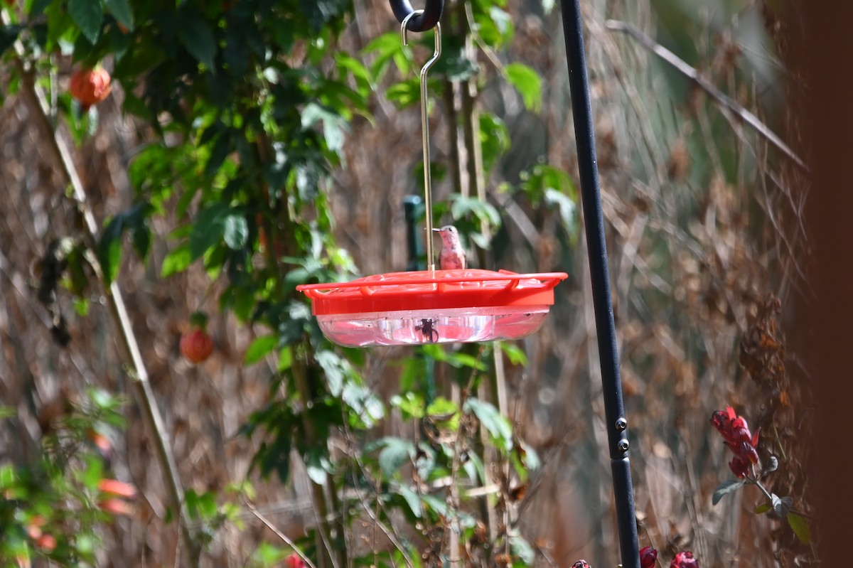 Calliope Hummingbird - ML648541725