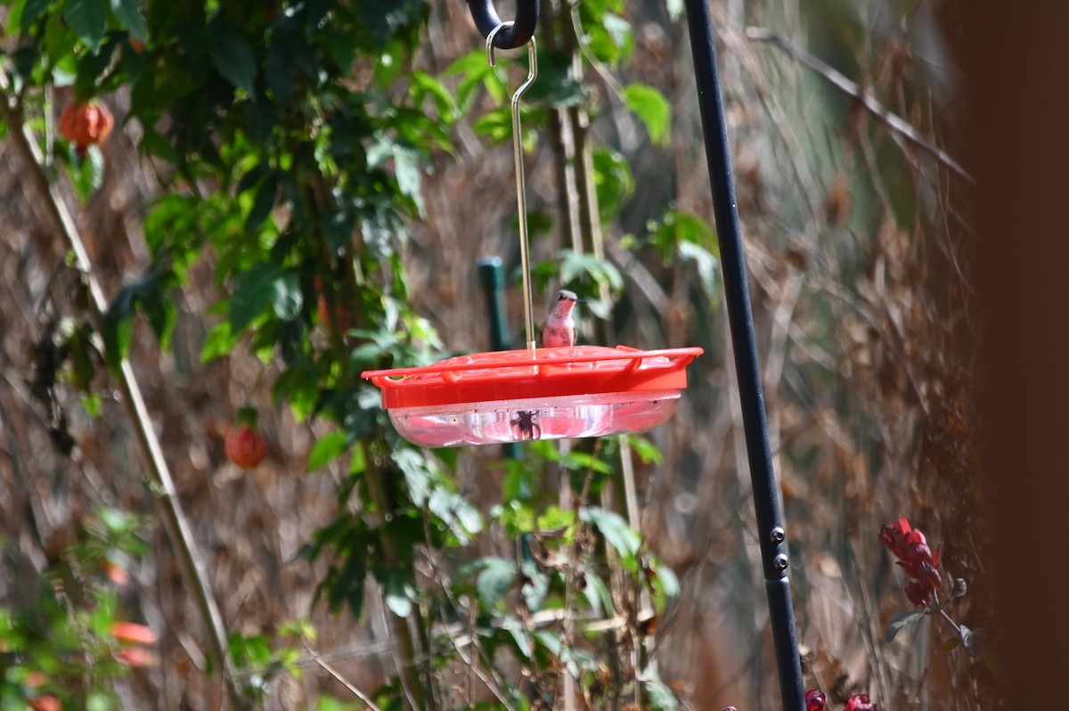 Calliope Hummingbird - ML648541726
