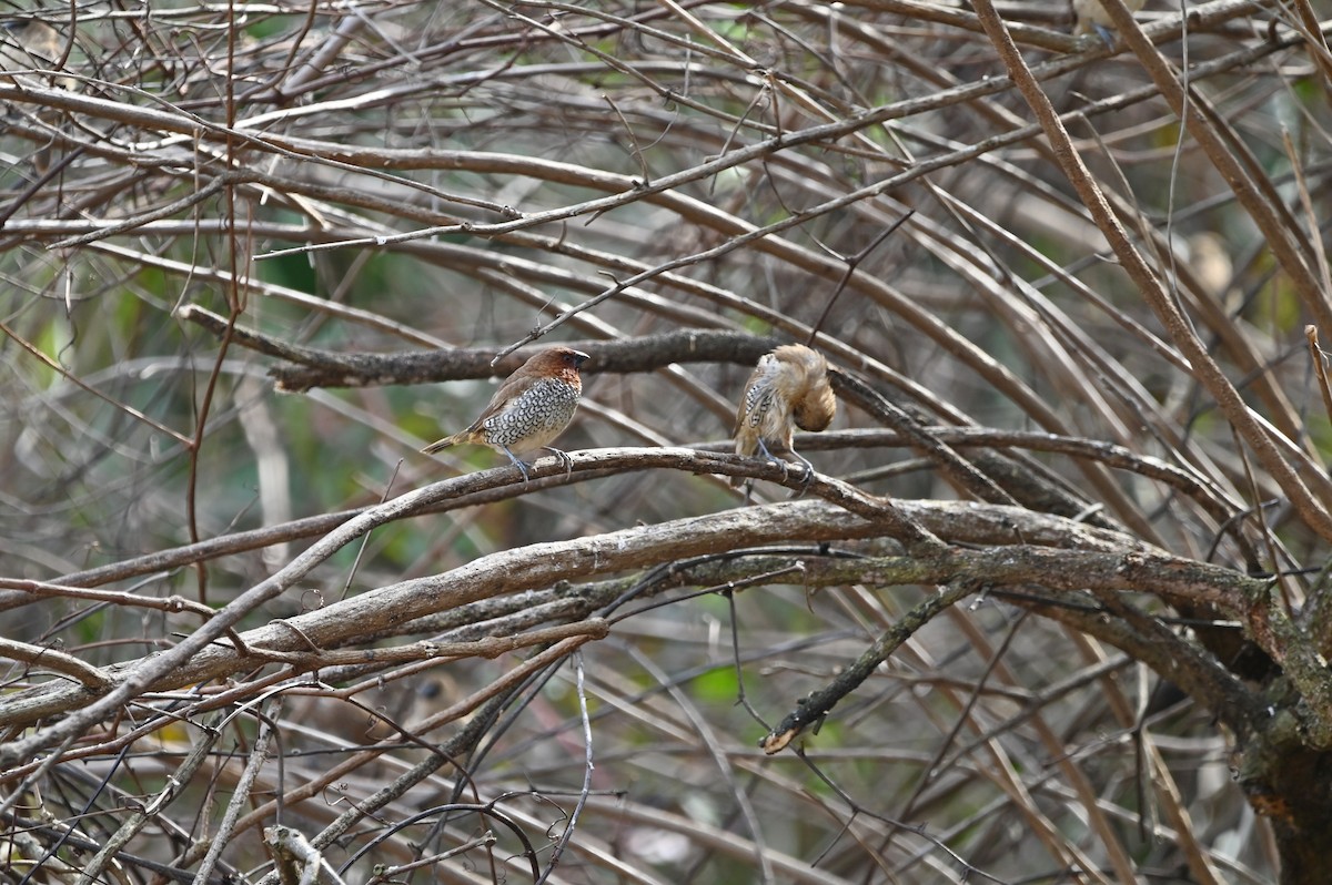 Scaly-breasted Munia - ML648541728