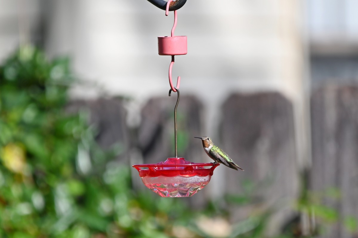Broad-tailed Hummingbird - ML648541842