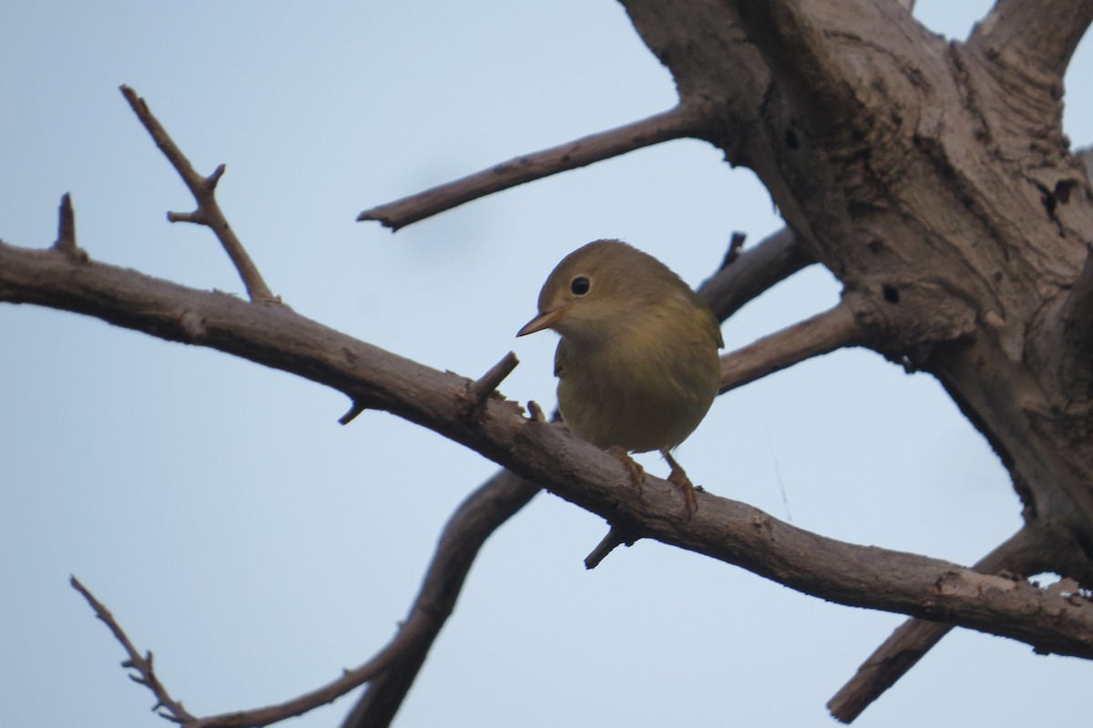 Northern/Mangrove Yellow Warbler - ML648542535