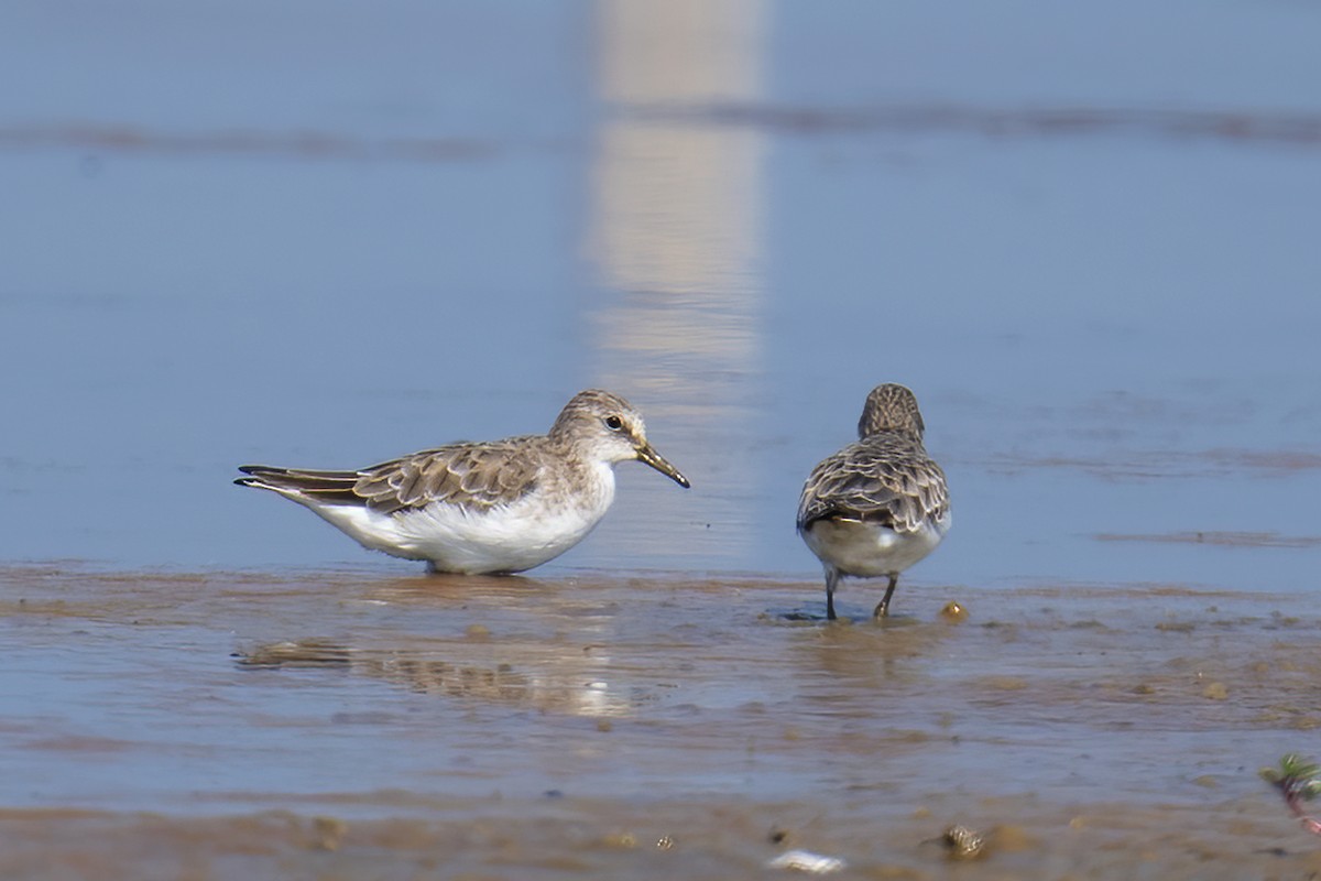 Little Stint - ML648542567