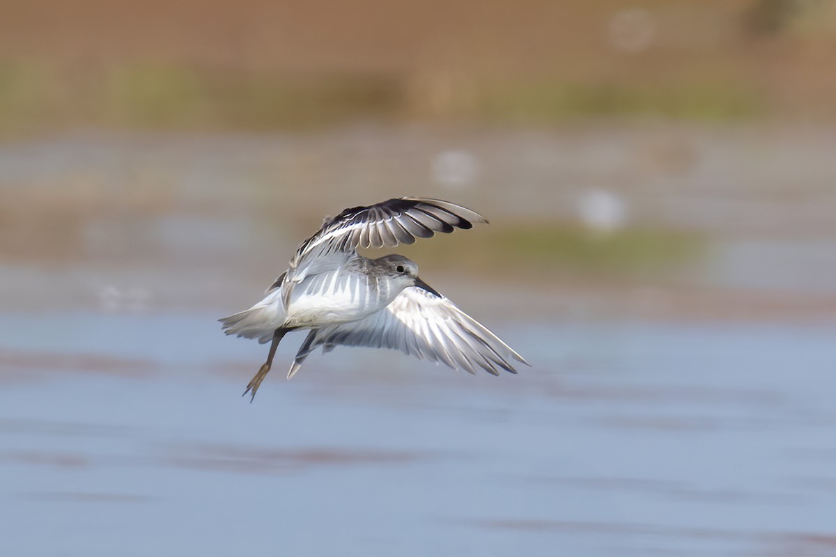 Little Stint - ML648542568