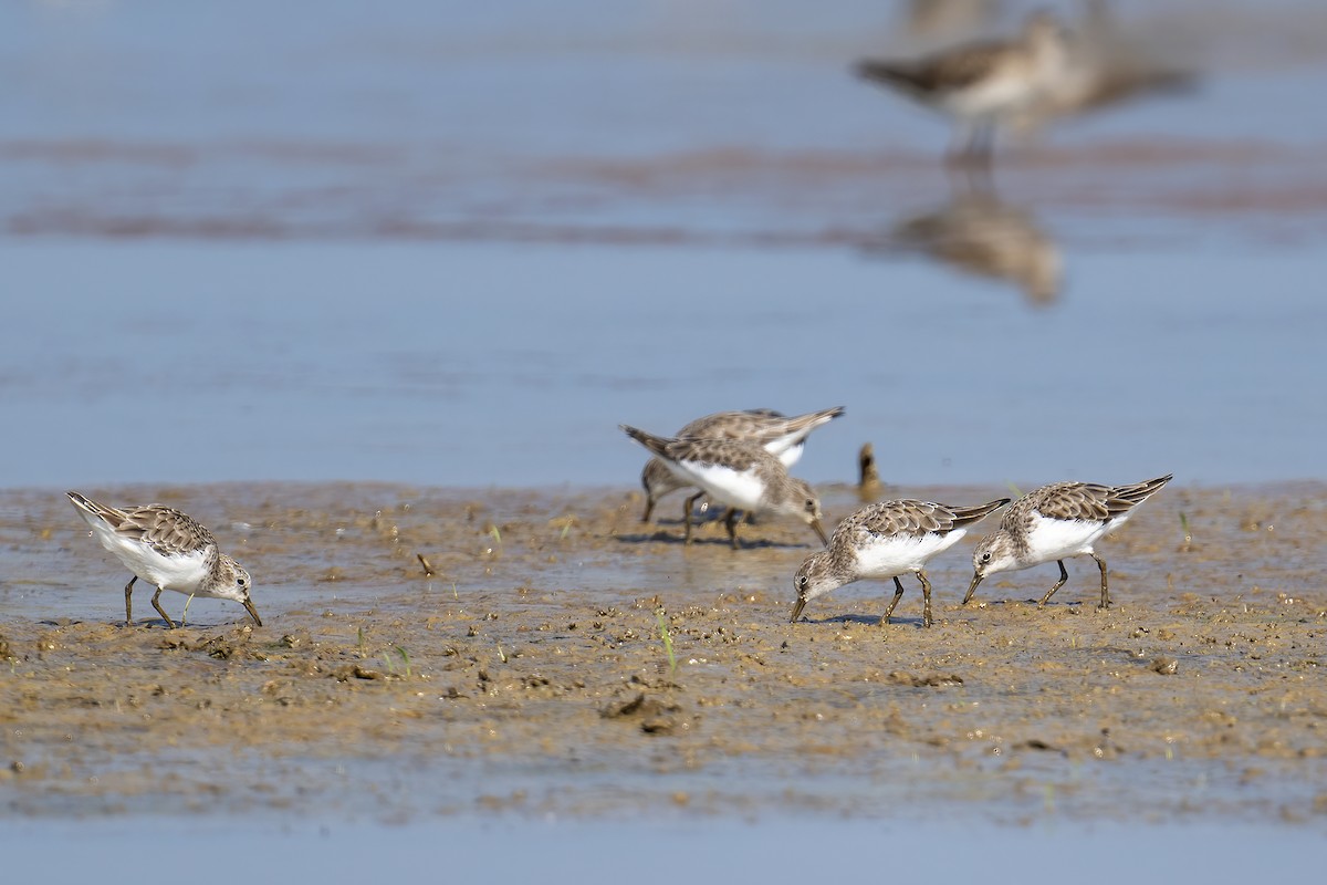 Little Stint - ML648542572
