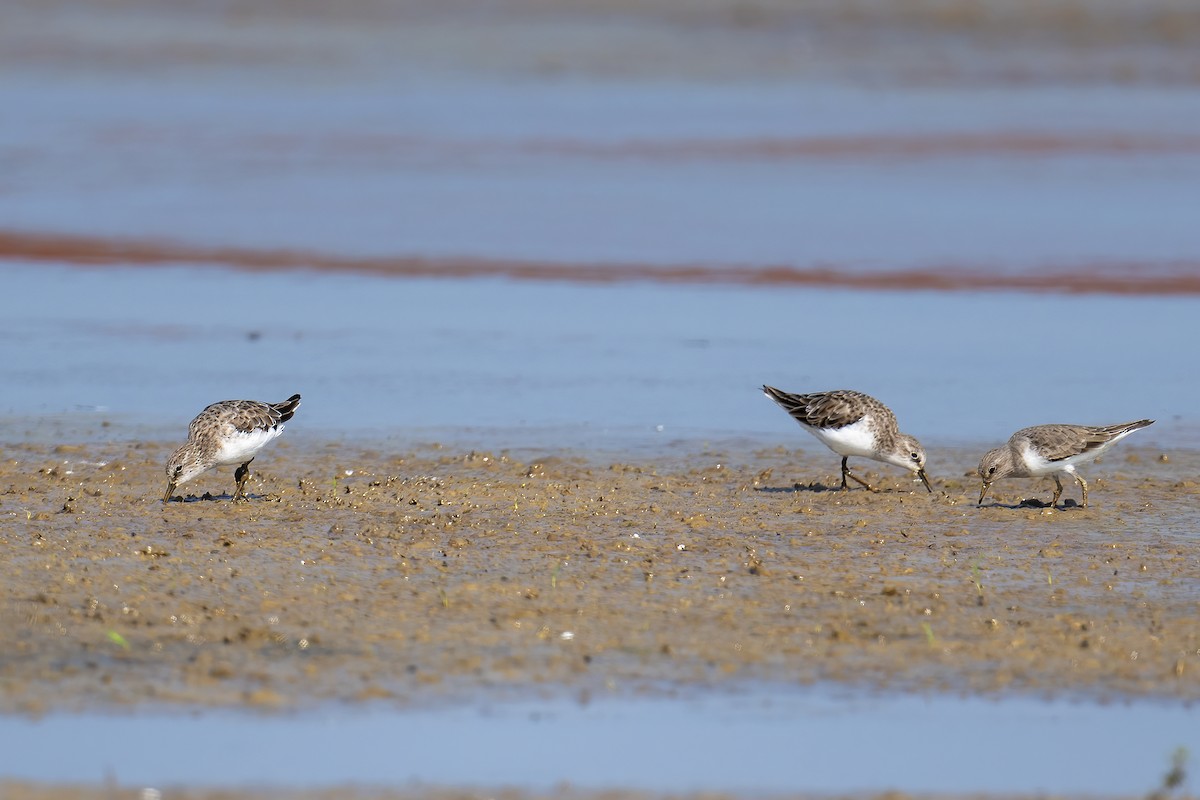 Little Stint - ML648542573