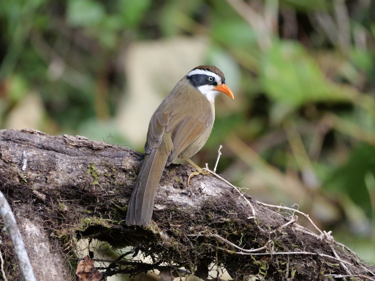 Brown-crowned Scimitar-Babbler - ML648543070