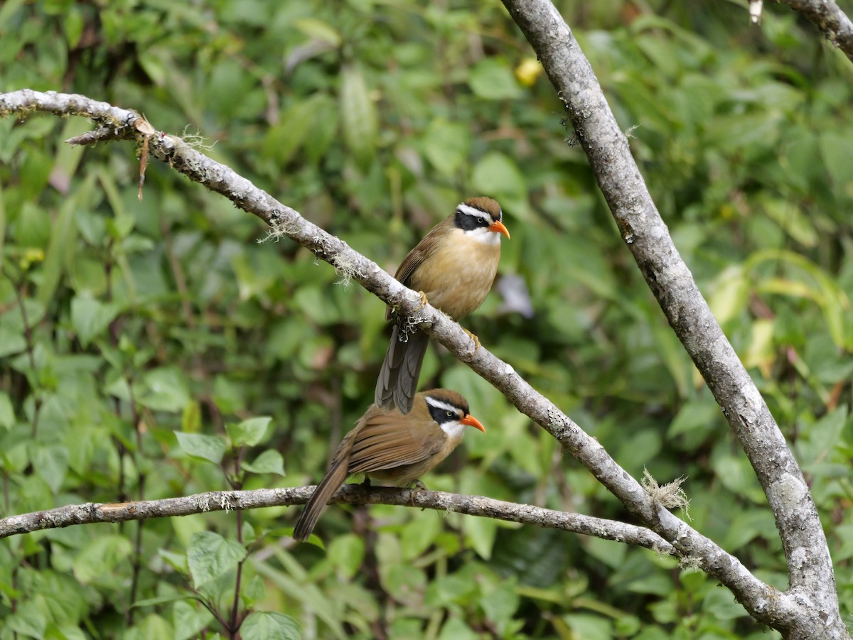 Brown-crowned Scimitar-Babbler - ML648543071