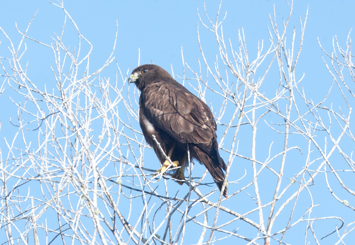 Short-tailed Hawk - ML648543541