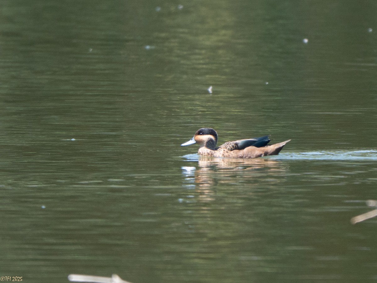 Sarcelle à bec bleu - ML648543582