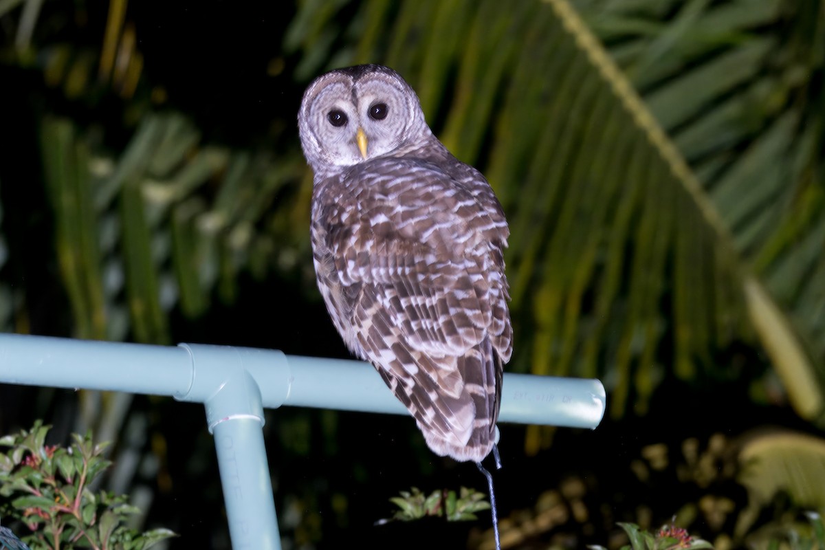 Barred Owl - ML648543587