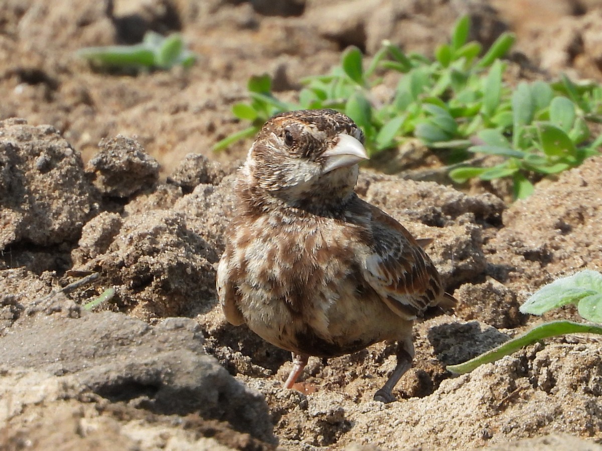 Terrera Orejiblanca - ML648544123