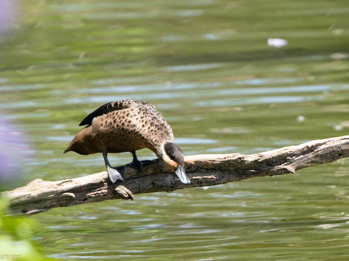 Sarcelle à bec bleu - ML648544178