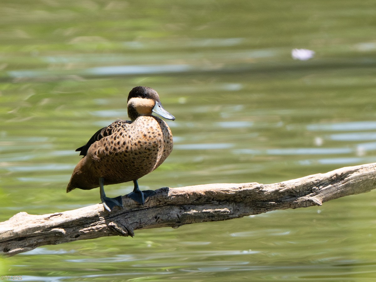 Sarcelle à bec bleu - ML648544179