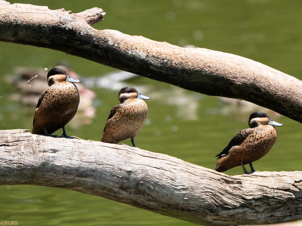 Sarcelle à bec bleu - ML648544181