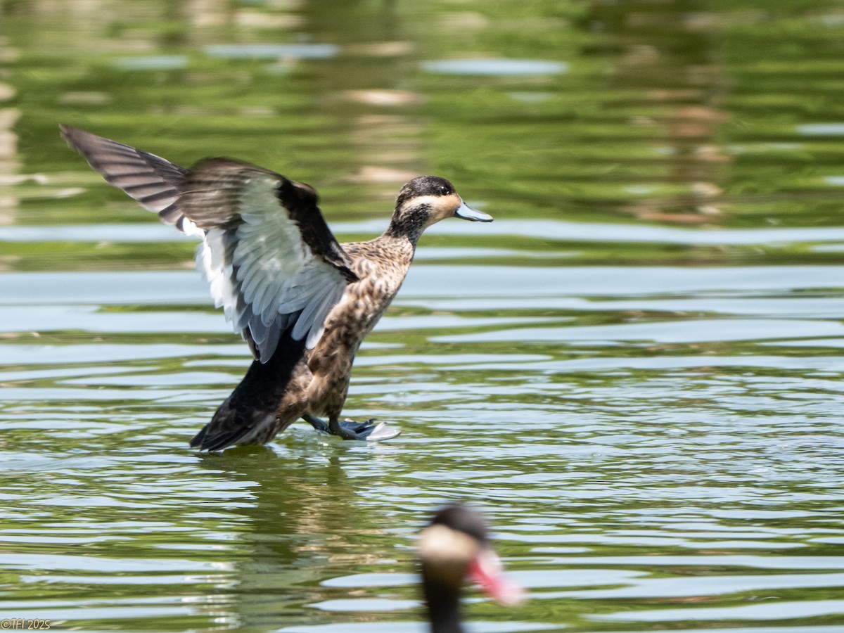 Sarcelle à bec bleu - ML648544195