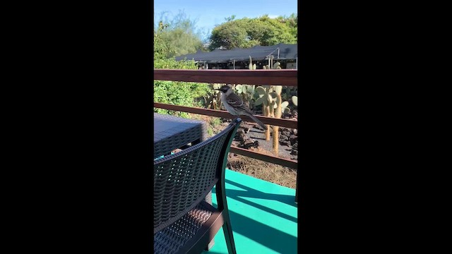 Galapagos Mockingbird - ML648544468