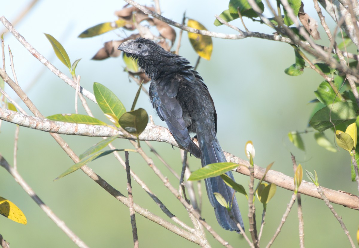 Groove-billed Ani - ML648544591