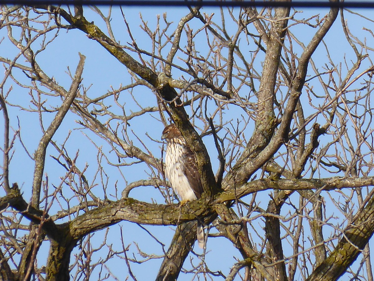 Cooper's Hawk - ML648544668