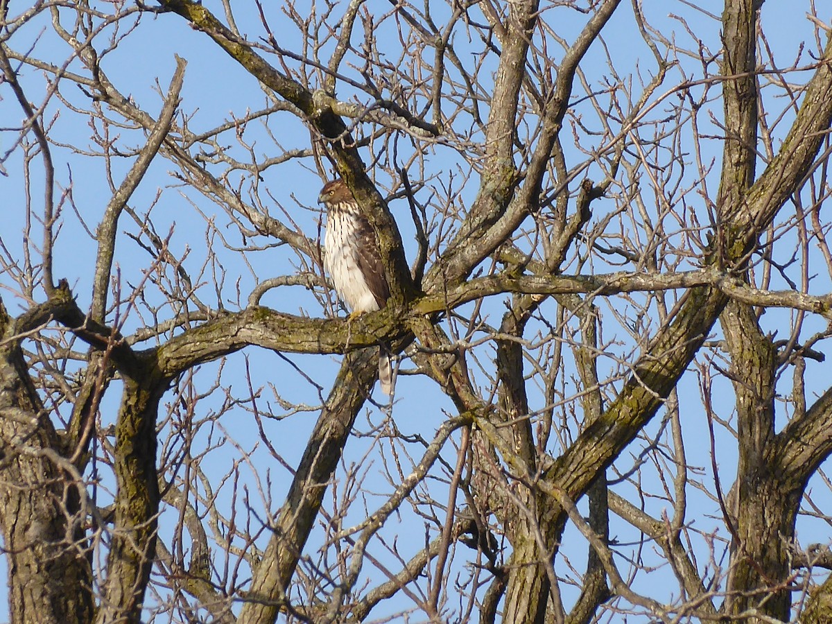 Cooper's Hawk - ML648544673