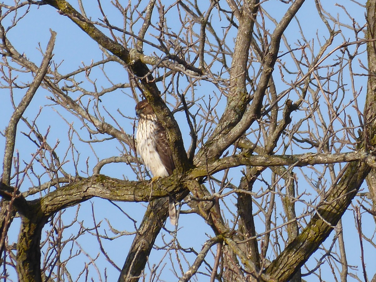 Cooper's Hawk - ML648544676