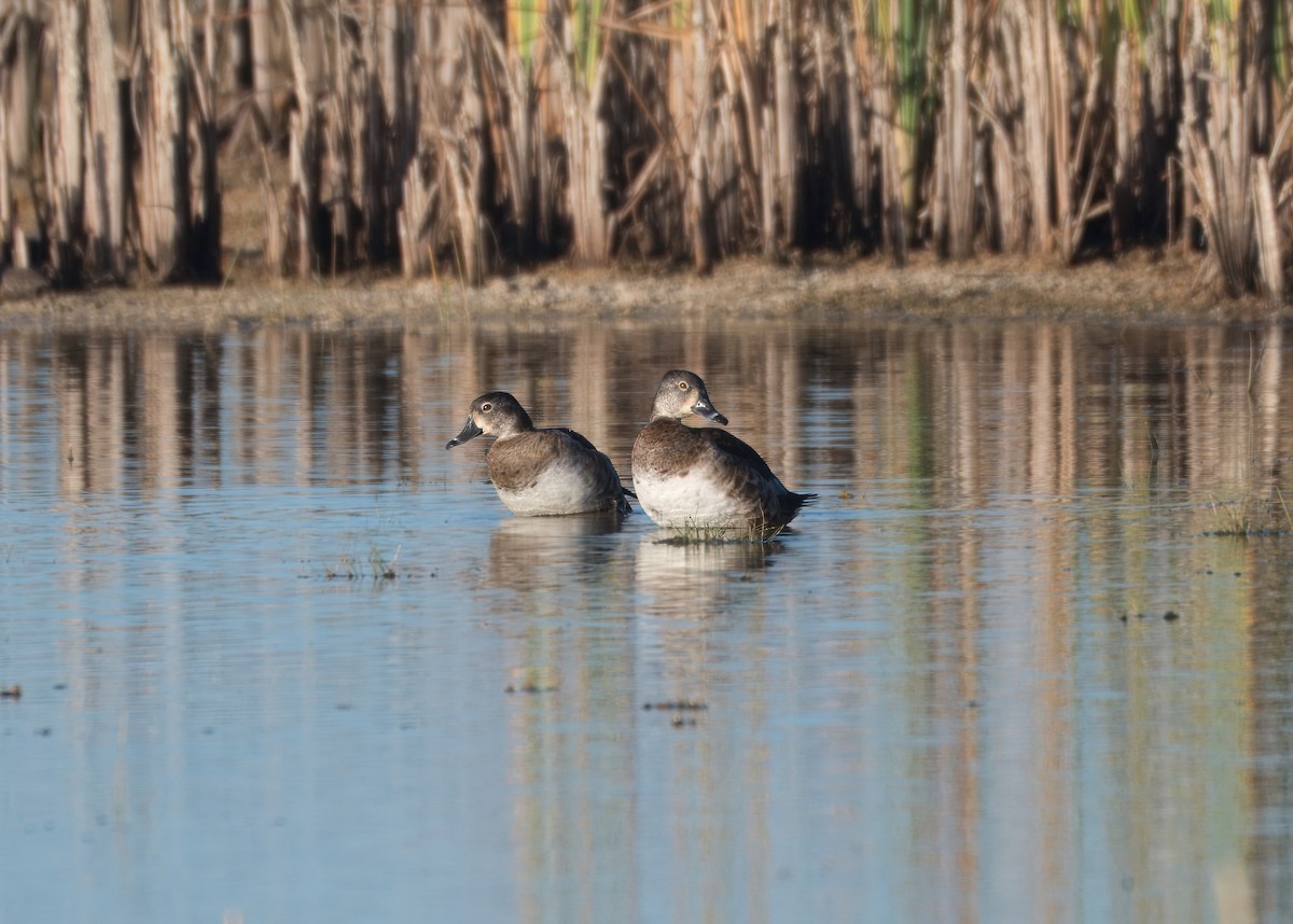 Ring-necked Duck - ML648544878