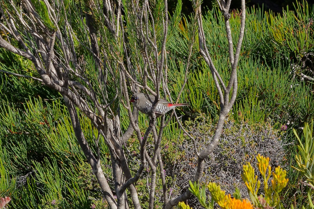 Red-eared Firetail - ML648545081