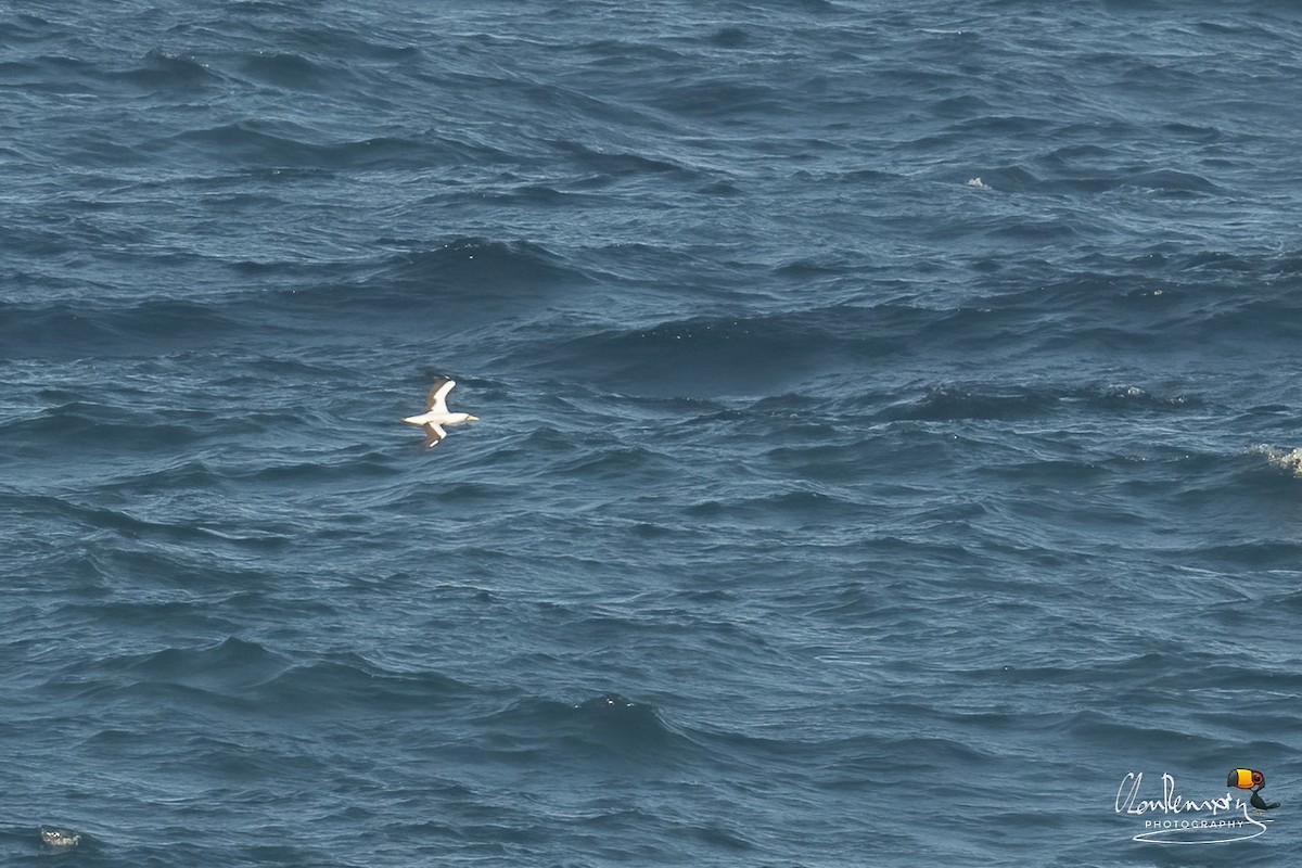 Maskentölpel - ML648545594