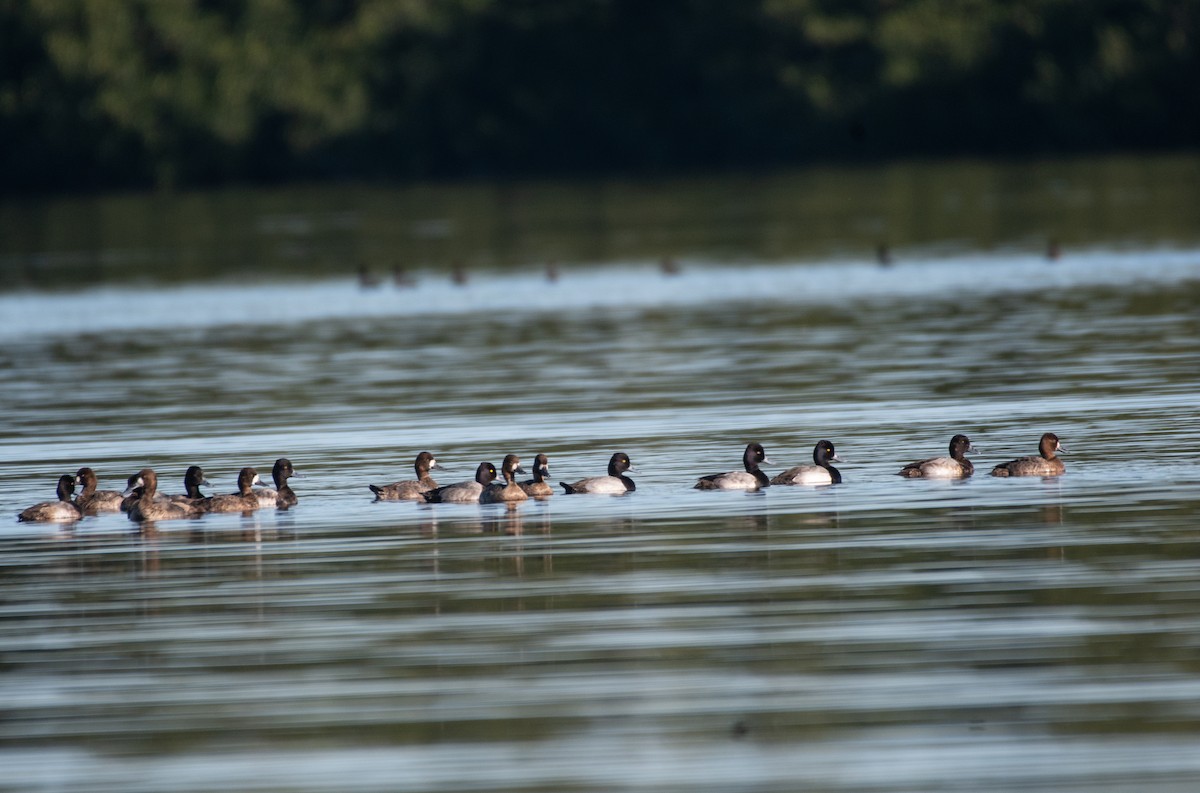 Lesser Scaup - ML648545876