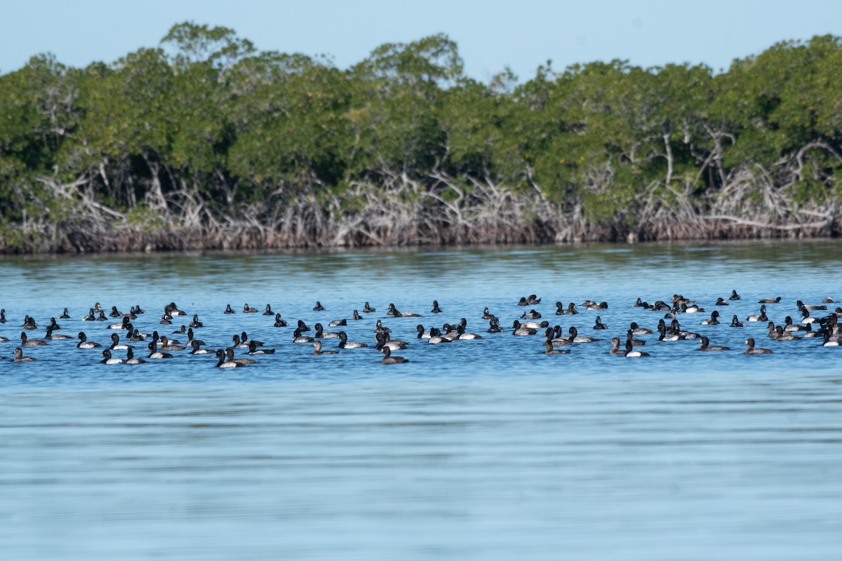 Lesser Scaup - ML648545879