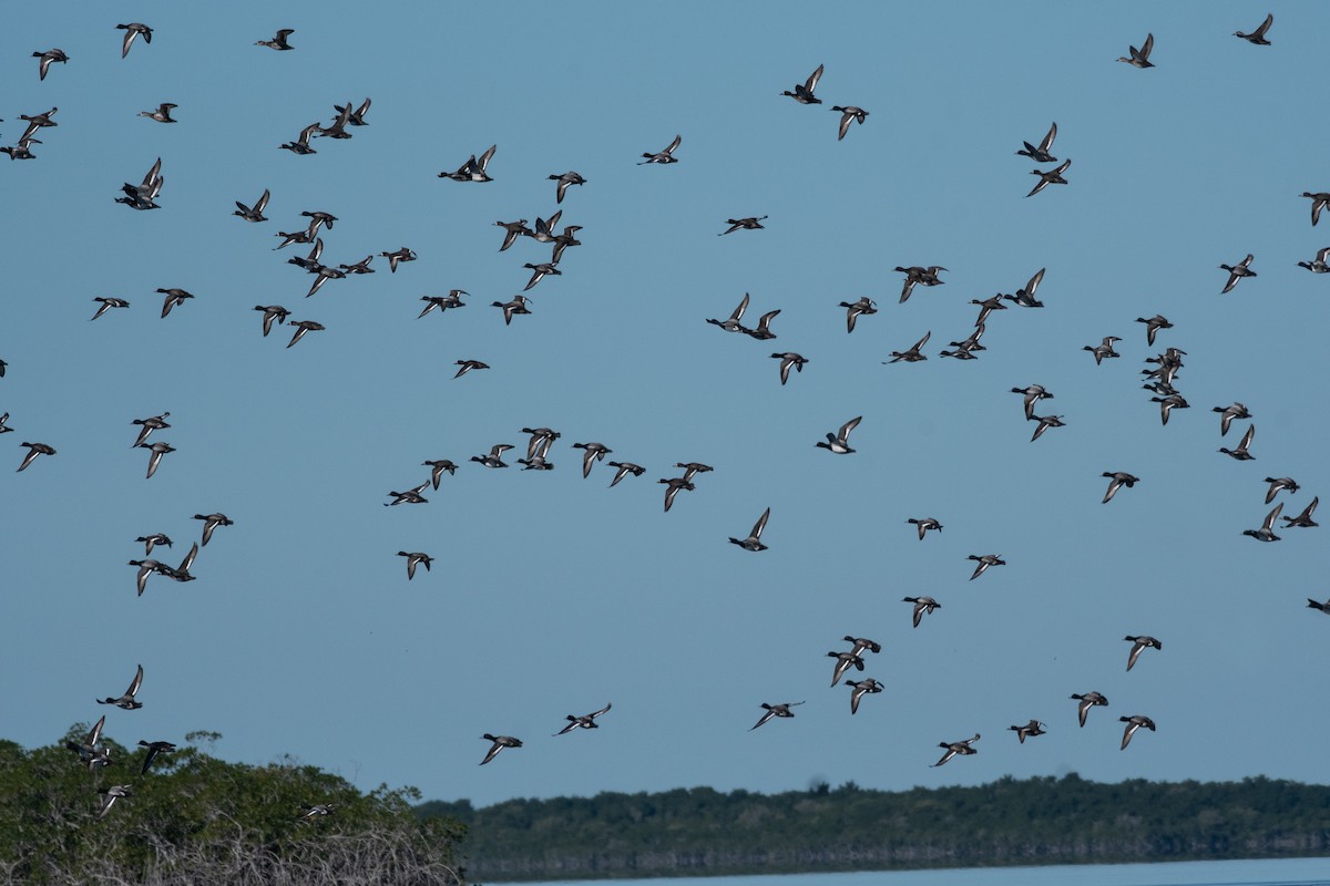 Lesser Scaup - ML648545880