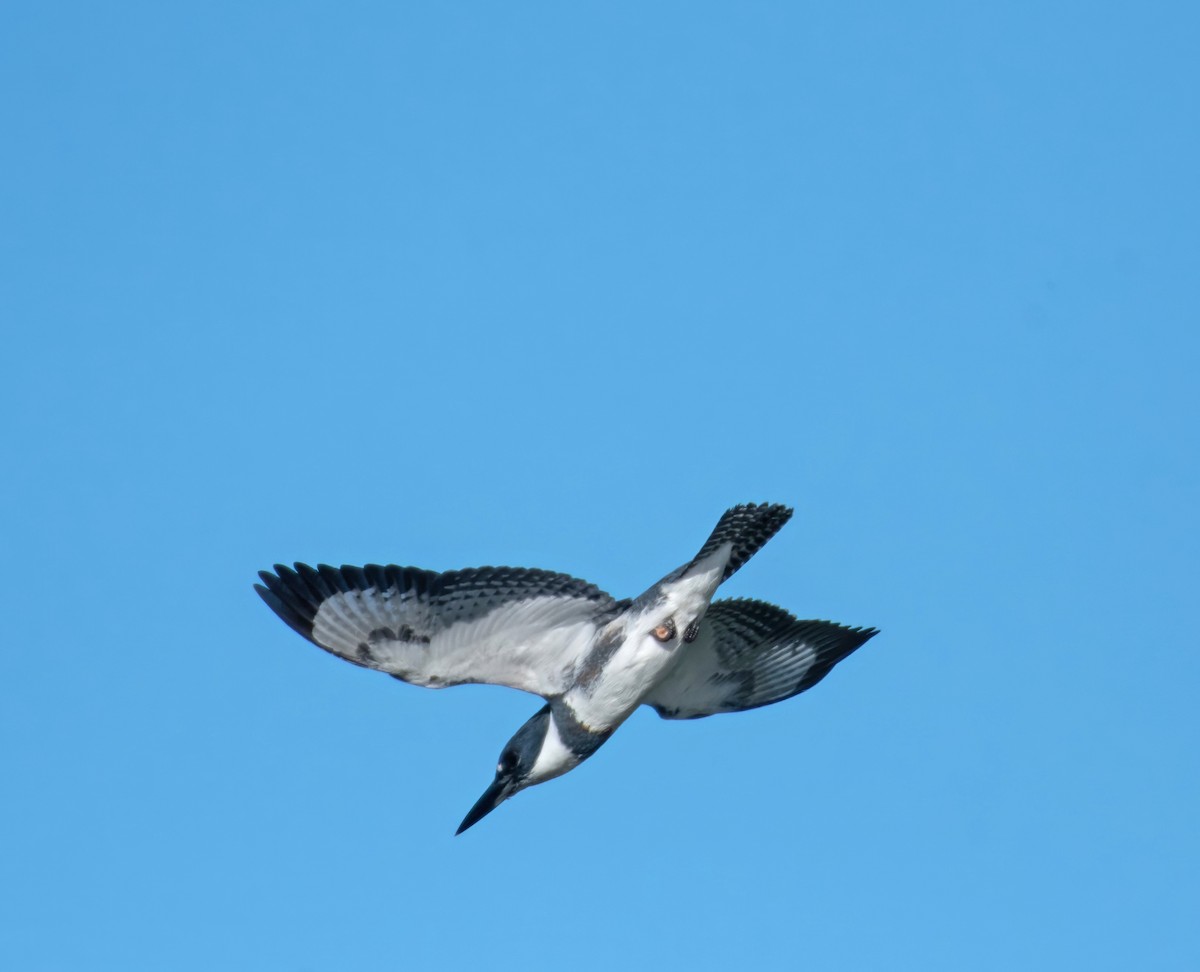 Belted Kingfisher - ML648545909