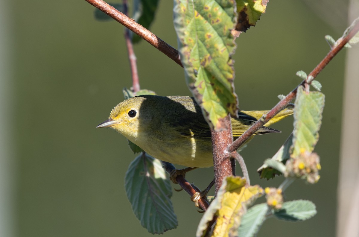 Mangrove Yellow Warbler - ML648545950