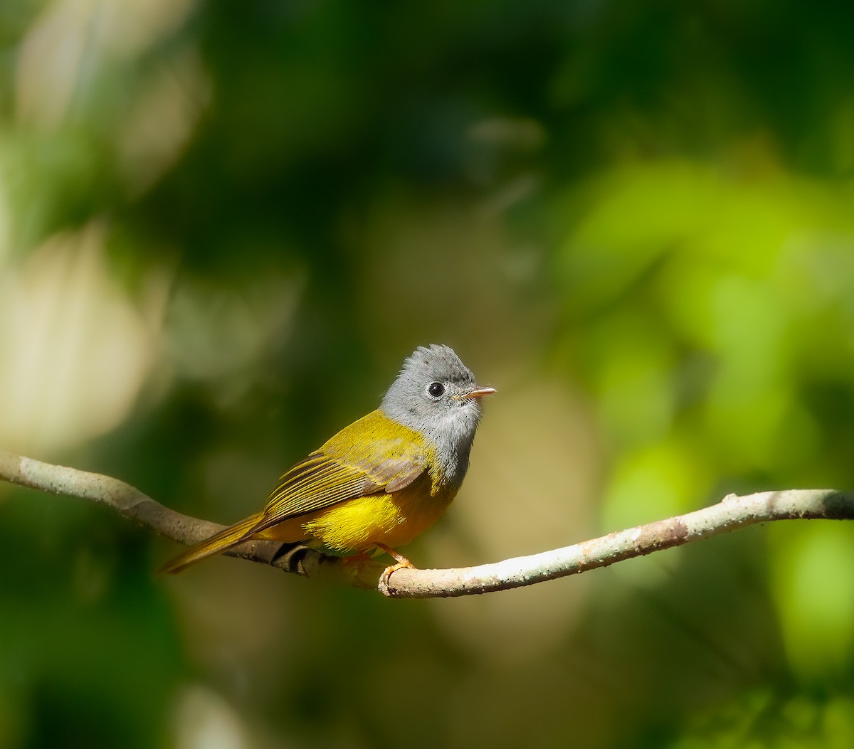 Gri Başlı Kanarya Sinekkapanı - ML648546859