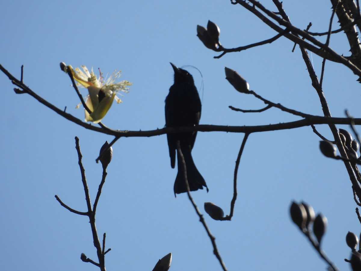 髮冠卷尾 - ML648546999