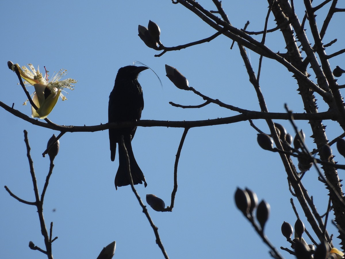 髮冠卷尾 - ML648547011